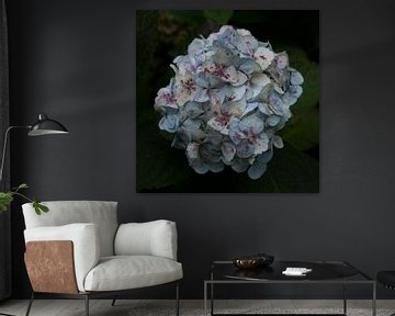 Hortensia met een donkere achtergrond, gemaakt op MadeiraHortensia met een donkere achtergrond, gema van Hans Kool