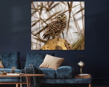Stone owl on top. by Wouter Van der Zwan