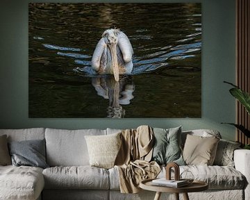 Frontaal aanzicht zwemmende pelikaan van Isabella Robbeson