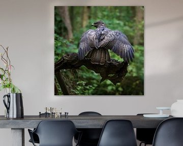 Buizerd in mantelhouding van Anouschka Hendriks