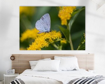 Boomblauwtje (vlinder) op een gele bloem. van Janny Beimers