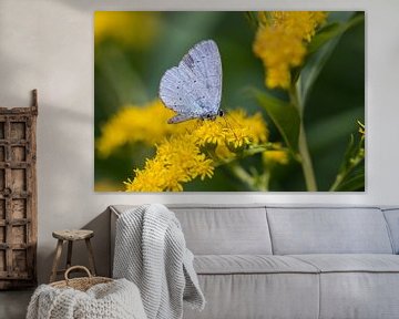 Boomblauwtje (vlinder) op een gele bloem. van Janny Beimers