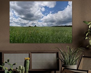 An oat field in summer by Claude Laprise