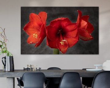 rode amaryllis bloeit van Ulrike Leone