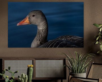 Close-up of a greylag goose by Ulrike Leone