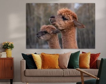 Nieuwsgierige Alpaca