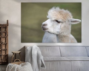 Stille alpaca