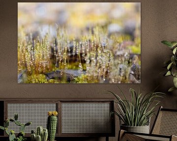 fresh moss blooms in spring by Ulrike Leone