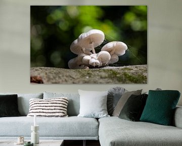 Porcelain fungus with backlight. by Janny Beimers