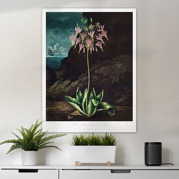 Die Amerikanische Schlüsselblume aus The Temple of Flora (1807) von Robert John Thornton.