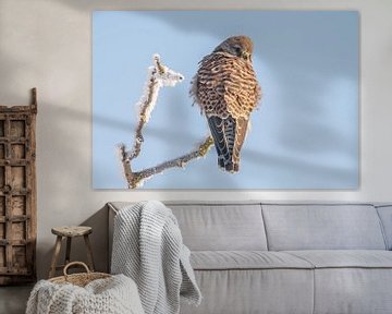 Kestrel on a snow-covered tree in winter by Mario Plechaty Photography