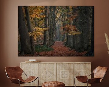 Sprookjesachtig herfstbos van Moetwil en van Dijk - Fotografie