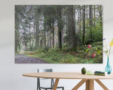 Wald entlang des Flusses Hoëgne (Ardennen)