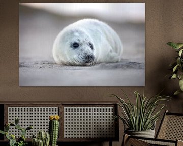 Seal pup on North Sea beach by PIX on the wall