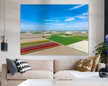 Tulips growing in agricultural fields during springtime seen from above by Sjoerd van der Wal Photography