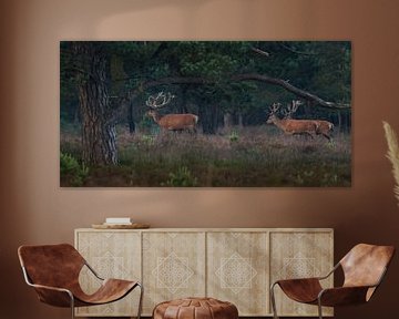 Red deer near Uddel, Veluwe by Evert Jan Kip