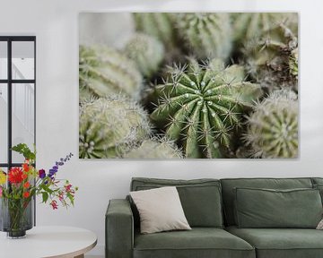 Prik van de cactus | Botanische print | van Marika Huisman⎪reis- en natuurfotograaf