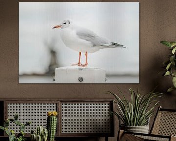 Zaanse seagull by Francis van der Wolf