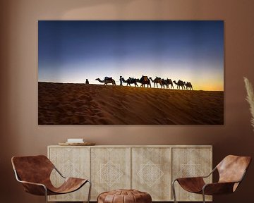 Dromedarissen in de woestijn van Marokko bij zonsondergang