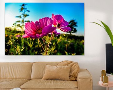 Fleurs en fleurs