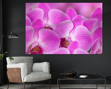Roze orchideën van Bas Alstadt Fotografie