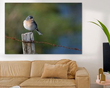 Azores Finch on the island of Pico in a soft winter light by Lex van Doorn