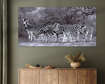 Overstekende zebra's in het Krugerpark, Zuid-Afrika. van Bert Branje