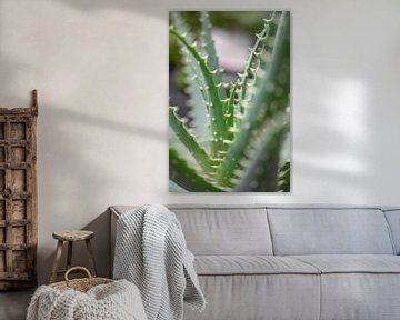 Mexikanischer Kaktus Kunstdruck - Botanische Naturfotografie von Christa Stroo photography