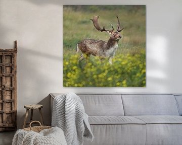 A Male Fallow Deer In Front of A Field of Flowers by Dushyant Mehta