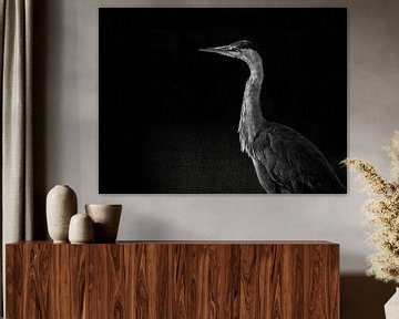 Portrait of a Grey Heron by Dushyant Mehta