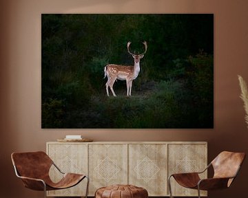 A Male Fallow Deer At Sunset by Dushyant Mehta