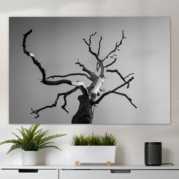 Der Ruhm in der Unbeständigkeit