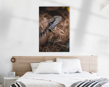 Lizards / Hagedissen in de wildernis van Australie van Ken Tempelers
