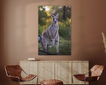 Kangourou sauvage dans la réserve naturelle des Blue Mountains en Australie sur Ken Tempelers