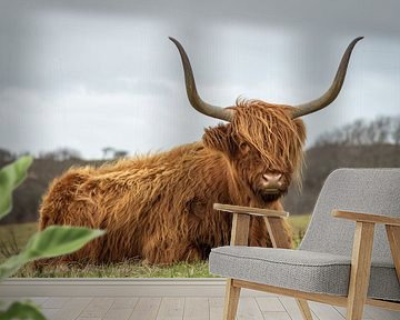 Schotse hooglander in natuurgebied van Dirk van Egmond