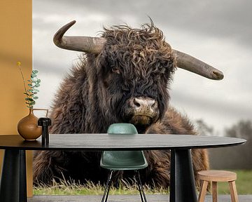 Schotse hooglander in natuurgebied van Dirk van Egmond