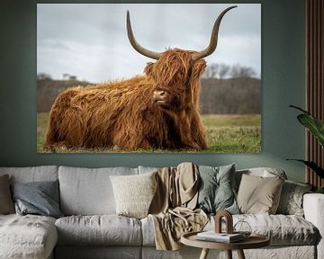 Scottish highlander in nature reserve by Dirk van Egmond