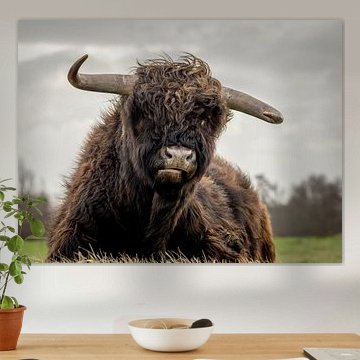 Un highlander écossais dans une réserve naturelle