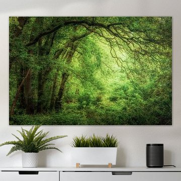 The beautiful light in the oak forest