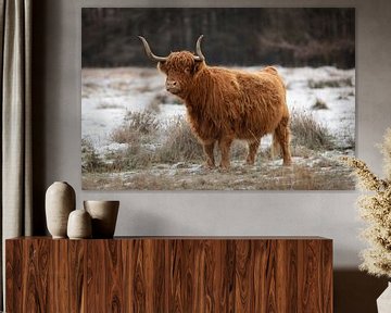 Scottish highlander in the snow by KB Design & Photography (Karen Brouwer)