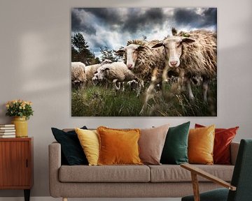 Sheep flock by Evert Jan Kip