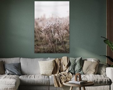 Winterblumen im Feld bei tief stehender Sonne | Landschaftsfotografie, Strijbeek, Breda von Merlijn Arina Photography