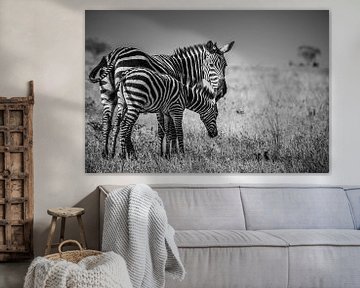 Zebra van Ingrid van Wolferen