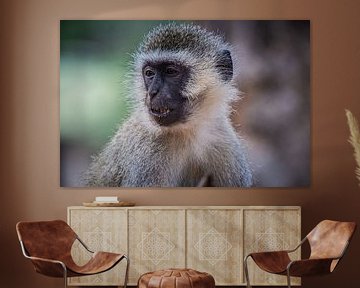 Monkey by Ingrid van Wolferen