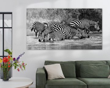 On safari in Africa: Group of zebras drinking at a waterhole by Rini Kools