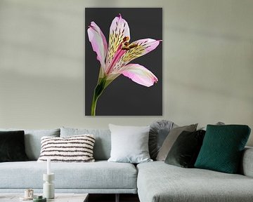 Witte Lilly met een lichte tint roze Lowpoly Abstract van Yoga Art 15