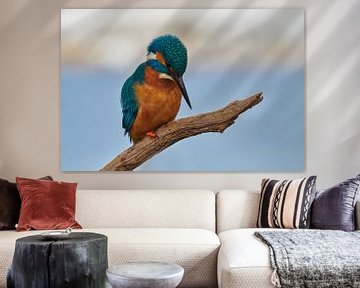 Kingfisher - Fishing intently by Kingfisher.photo - Corné van Oosterhout