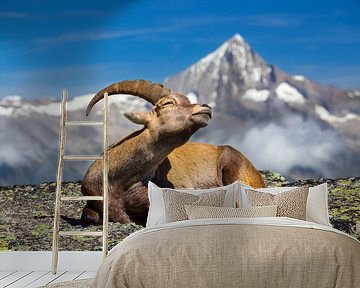 Ibex mountain goat enjoying the sun by Menno Boermans