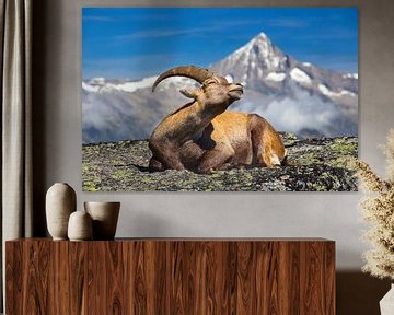 Ibex mountain goat enjoying the sun by Menno Boermans