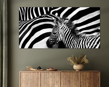 Jonge zebra bij kudde in zwart en wit van Migiel Francissen